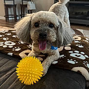 Bo is registered to the contest to win money with this photo: dog, toy, yellow_ball, blanket, paw_print, indoor, curly_fur, pet, playful, tongue_out, happy, living_room, furniture, floor, brown, white, black_nose, ears, tail, cute