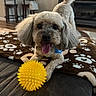 dog, toy, yellow_ball, blanket, paw_print, indoor, curly_fur, pet, playful, tongue_out, happy, living_room, furniture, floor, brown, white, black_nose, ears, tail, cute