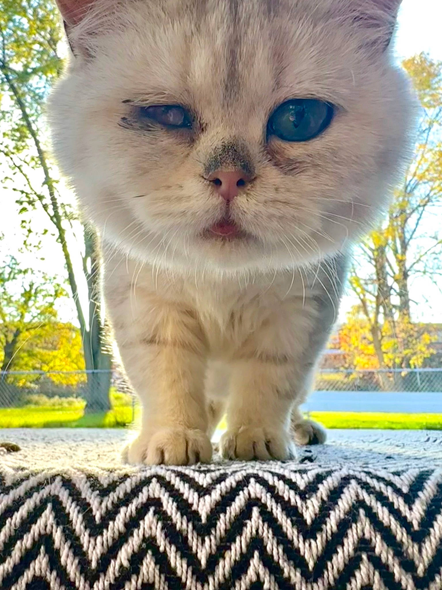 Dirty Chai Latte joined the competition — help win amazing prizes! carnivore, cat, claw, domestic_short_haired_cat, fawn, felidae, fur, grass, pattern, paw, photo_caption, photography, plant, sky, small_to_medium_sized_cats, snout, tail, thai, tree, whiskers