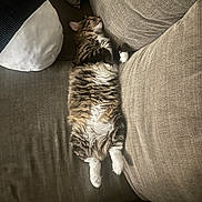 Beans is registered to the contest to win money with this photo: cat, tabby_cat, fluffy, couch, sofa, pillow, cushion, sleeping, belly_up, white_paws, fur, pet, indoor, lounging, relaxed, domestic_pet, upholstery, nap, striped, whiskers