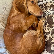 Twilly a rejoint le concours — aidez-le/la à gagner de superbes lots ! dog, dachshund, pet, curled_up, sleeping, fur, brown, couch, cushion, pillow, patterned_fabric, indoor, close_up, portrait, paw, nose, whiskers, cozy, resting, domestic_animal