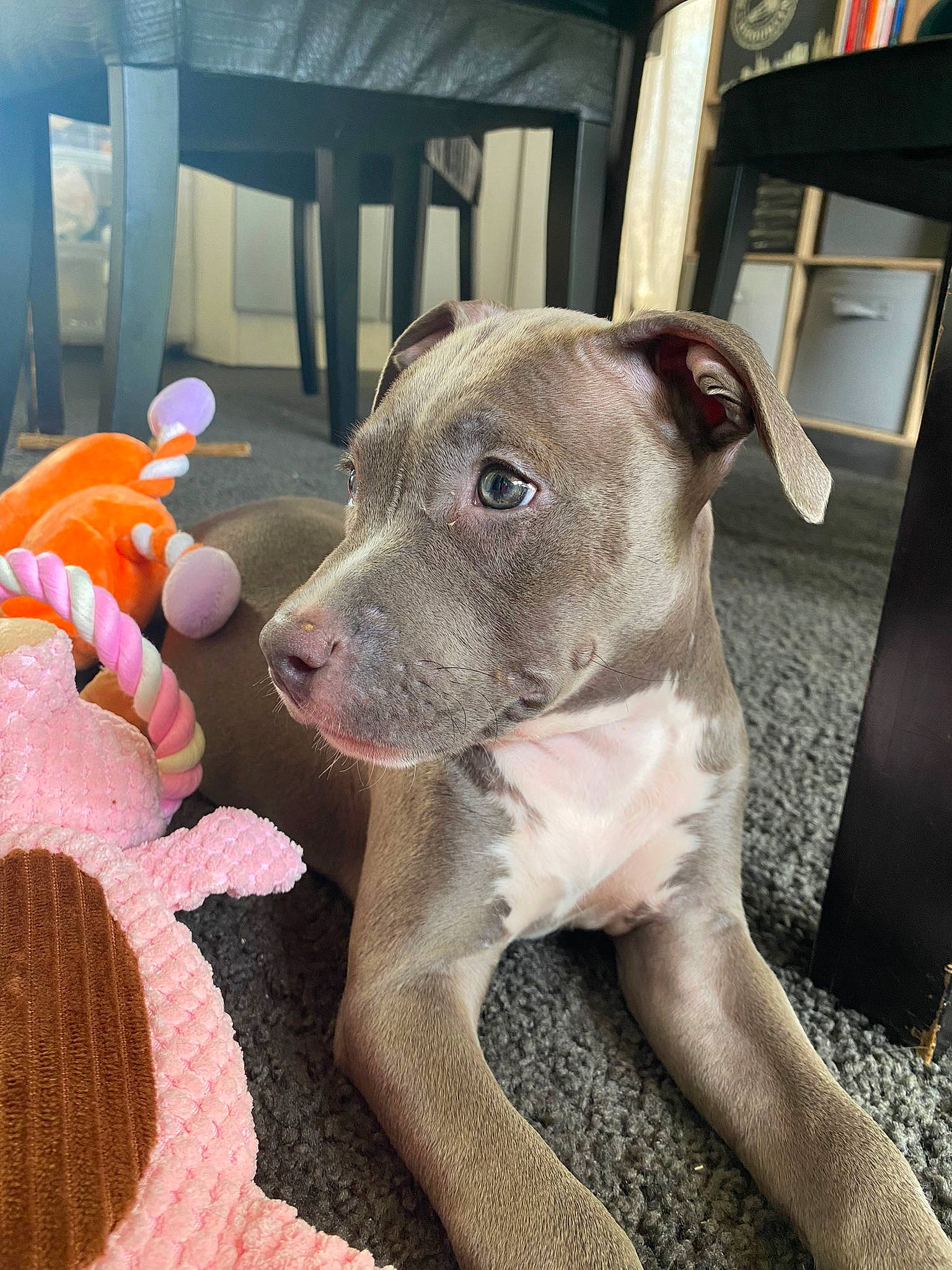 Hakira participe au concours pour gagner de l'argent avec cette photo : canidae, carnivore, collar, comfort, companion_dog, dog, dog_breed, dog_collar, dog_supply, fawn, fur, pet_supply, sighthound, snout, sporting_group, tail, terrestrial_animal, toy, whiskers, working_animal