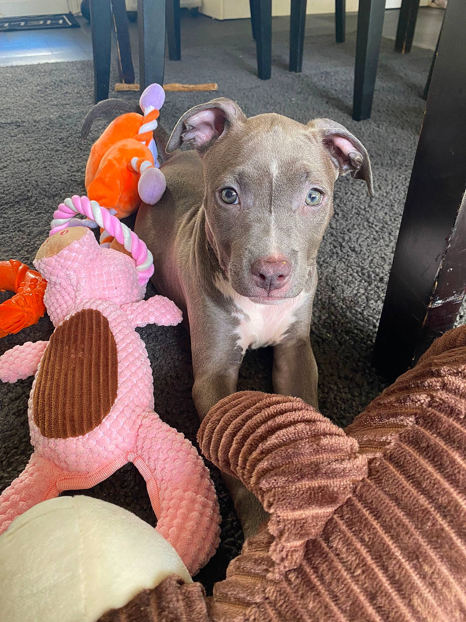 Hakira participe au concours pour gagner de l'argent avec cette photo : art, bovine, canidae, cow_goat_family, dog_breed, fawn, fun, fur, goats, horn, human_leg, livestock, sheep, snout, sporting_group, terrestrial_animal, toy, wood, working_animal