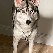 Sky is registered to the contest to win money with this photo: dog, siberian_husky, heterochromia, blue_eye, brown_eye, canine, pet, indoor, floor, tile_floor, collar, chain_collar, fur, animal, standing, looking_at_camera, ears_up, portrait, domestic_animal, attentive