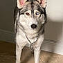 dog, siberian_husky, heterochromia, blue_eye, brown_eye, canine, pet, indoor, floor, tile_floor, collar, chain_collar, fur, animal, standing, looking_at_camera, ears_up, portrait, domestic_animal, attentive