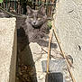 Nala participe au concours pour gagner de l'argent avec cette photo : cat, gray_cat, outdoor, sunlight, concrete, pipe, sticks, fence, yellow_eyes, fluffy, relaxed, curious, animal, pet, nature, shadow, rocky_ground, vegetation, resting, morning_light