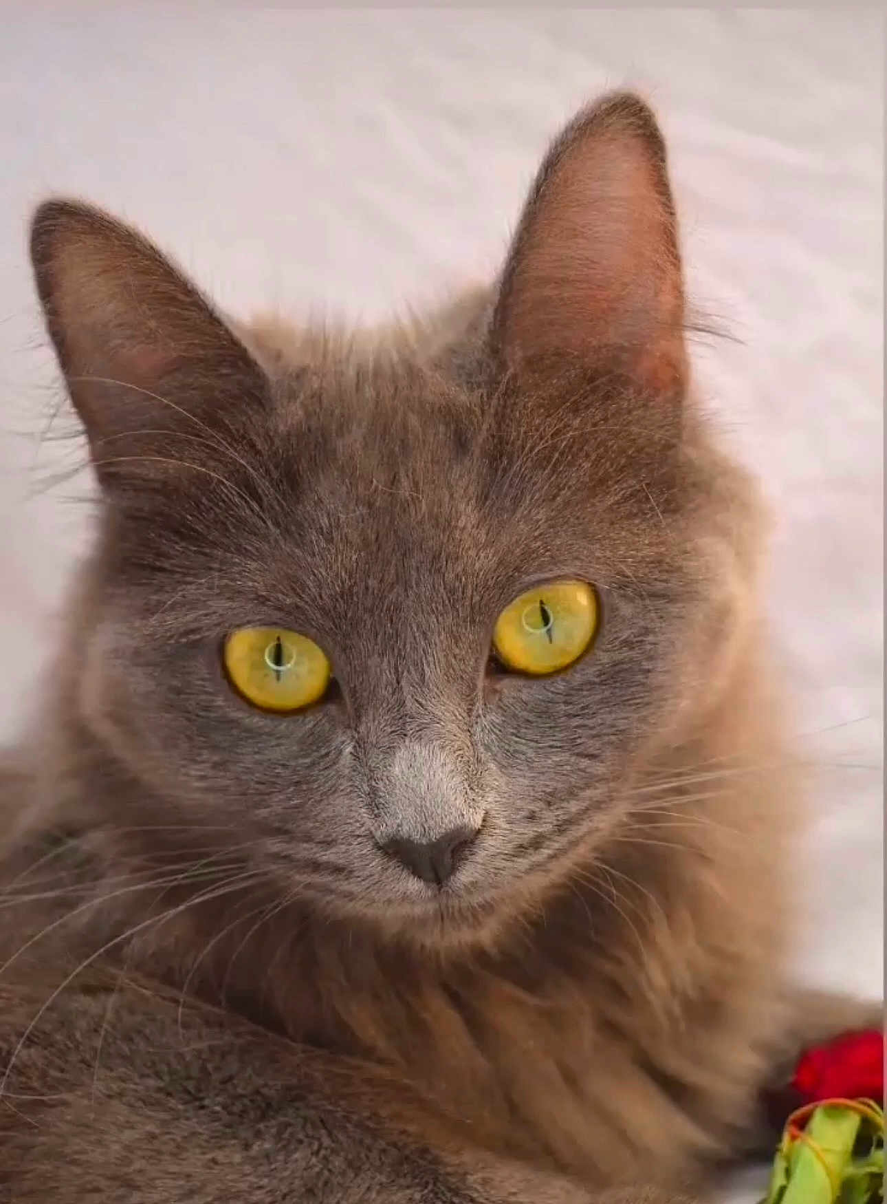 Nala participe au concours pour gagner de l'argent avec cette photo : cat, gray_cat, yellow_eyes, close_up, fluffy, pet, animal, feline, portrait, whiskers, ears, fur, looking, indoor, soft_background, cute, domestic_cat, mammal, face, alert