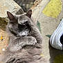 cat, gray_cat, fluffy, paw, grooming, outdoor, sunlight, texture, shoe, white_sneaker, relaxed, animal, pet, feline, close_up, fur, whiskers, nose, ear, resting