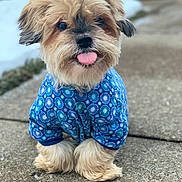 Leo joined the competition — help win amazing prizes! dog, small_dog, fluffy, blue_sweater, tongue_out, outdoor, concrete_path, snow, pet, cute, animal, fur, walking_path, winter, playful, canine, portrait, friendly, adorable, closeup