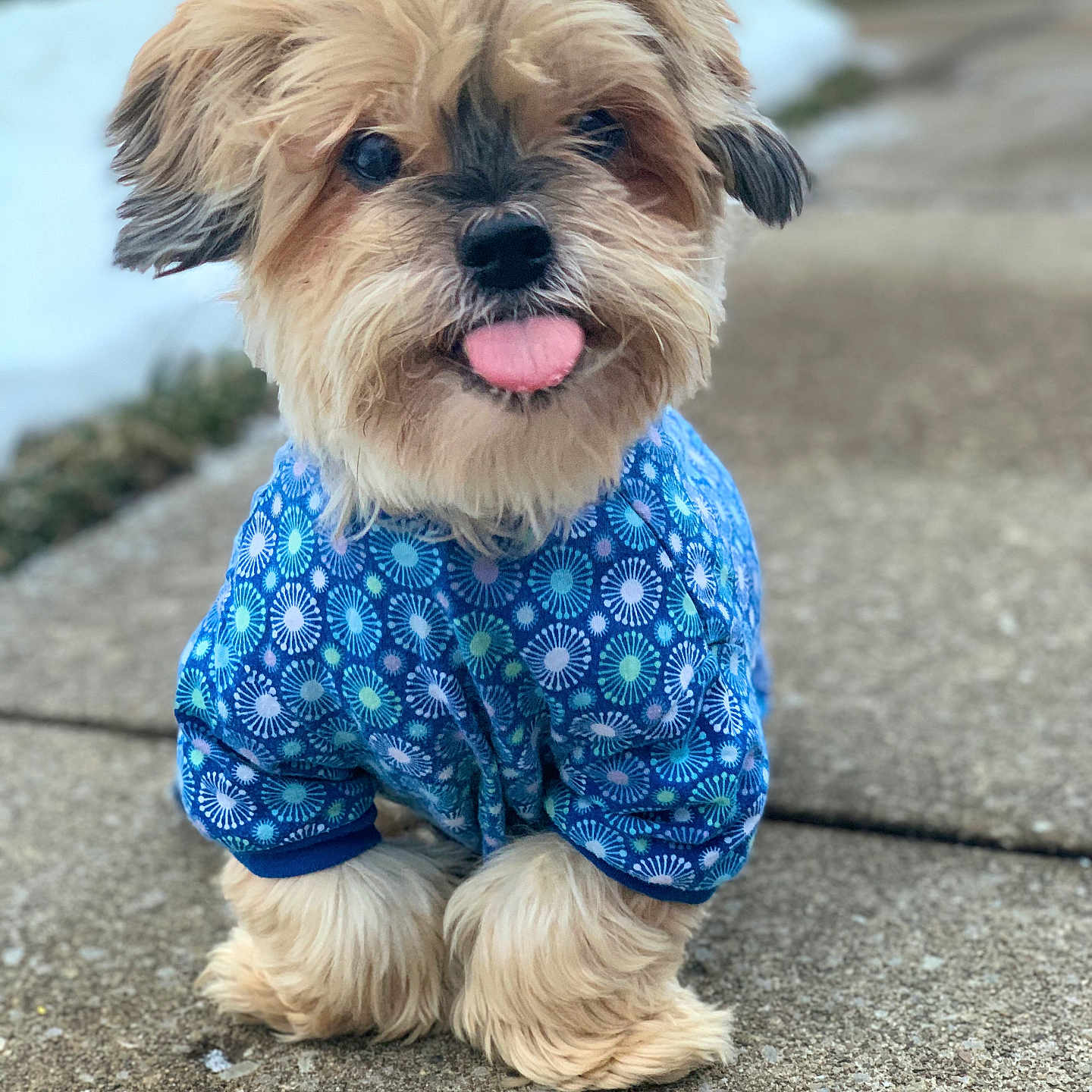 Leo joined the competition — help win amazing prizes! adorable, animal, blue_sweater, canine, closeup, concrete_path, cute, dog, fluffy, friendly, fur, outdoor, pet, playful, portrait, small_dog, snow, tongue_out, walking_path, winter