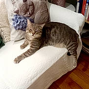 Tigrou participe au concours pour gagner de l'argent avec cette photo : cat, tabby_cat, couch, white_quilt, decorative_pillow, embroidered_pillow, plant, flower, pot, bookshelf, books, wooden_floor, indoor, relaxing, furniture, home, cozy, pet, animal, resting