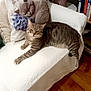 cat, tabby_cat, couch, white_quilt, decorative_pillow, embroidered_pillow, plant, flower, pot, bookshelf, books, wooden_floor, indoor, relaxing, furniture, home, cozy, pet, animal, resting