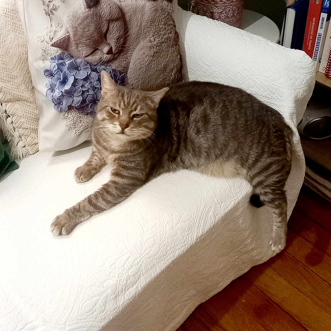 Tigrou participe au concours pour gagner de l'argent avec cette photo : animal, books, bookshelf, cat, couch, cozy, decorative_pillow, embroidered_pillow, flower, furniture, home, indoor, pet, plant, pot, relaxing, resting, tabby_cat, white_quilt, wooden_floor