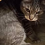 Tigrou participe au concours pour gagner de l'argent avec cette photo : cat, gray_tabby, whiskers, fur, indoor, pet, animal, curious, hiding, feline, closeup, ears, paw, soft_texture, wood, shadow, quiet, cozy, resting, floor