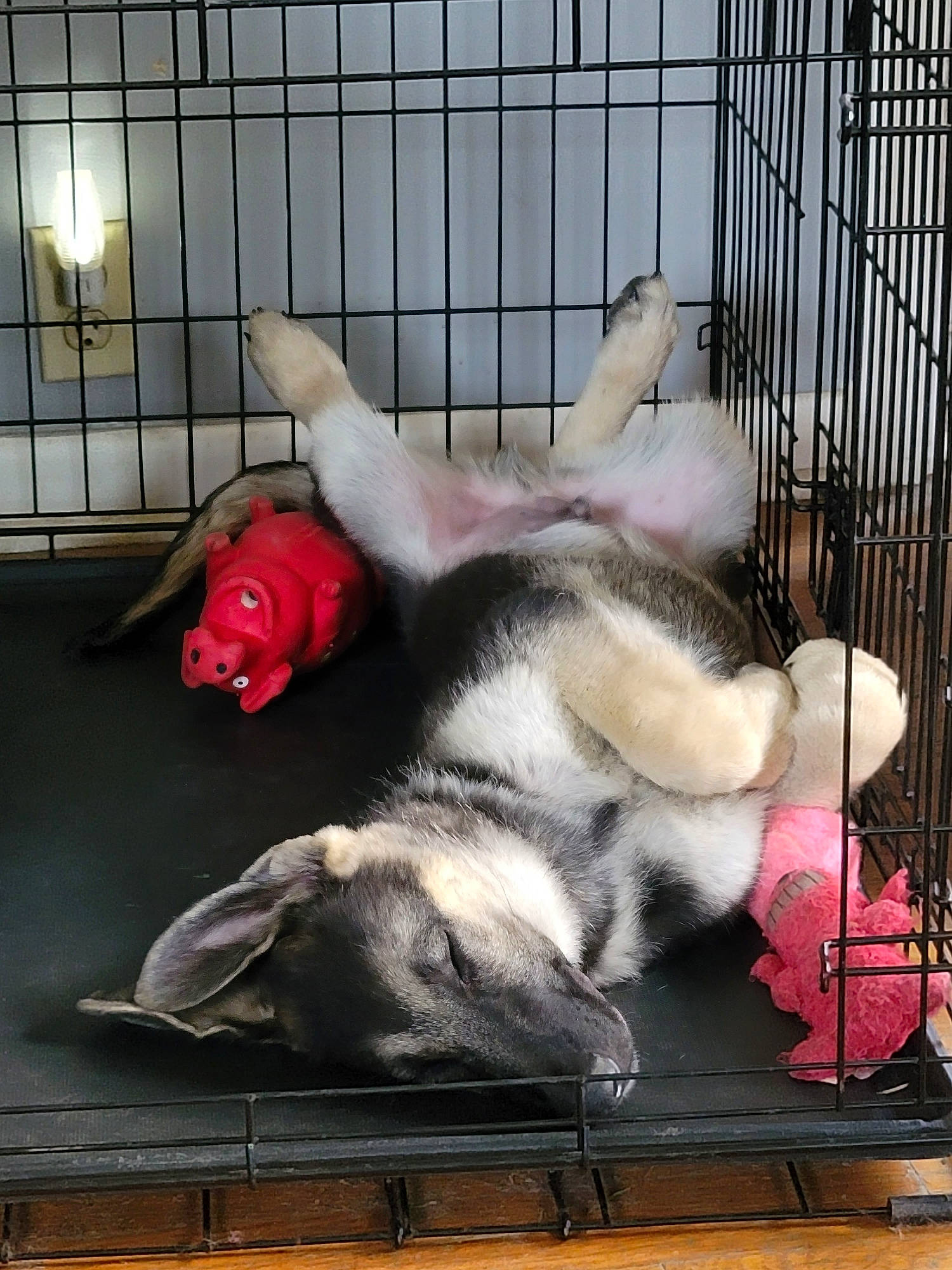 Bullet is registered to the contest to win money with this photo: animal_shelter, cage, canidae, carmine, carnivore, comfort, companion_dog, dog, dog_breed, dog_supply, fawn, fur, mammal, paw, pet_supply, snout, sporting_group, suidae, window, working_animal