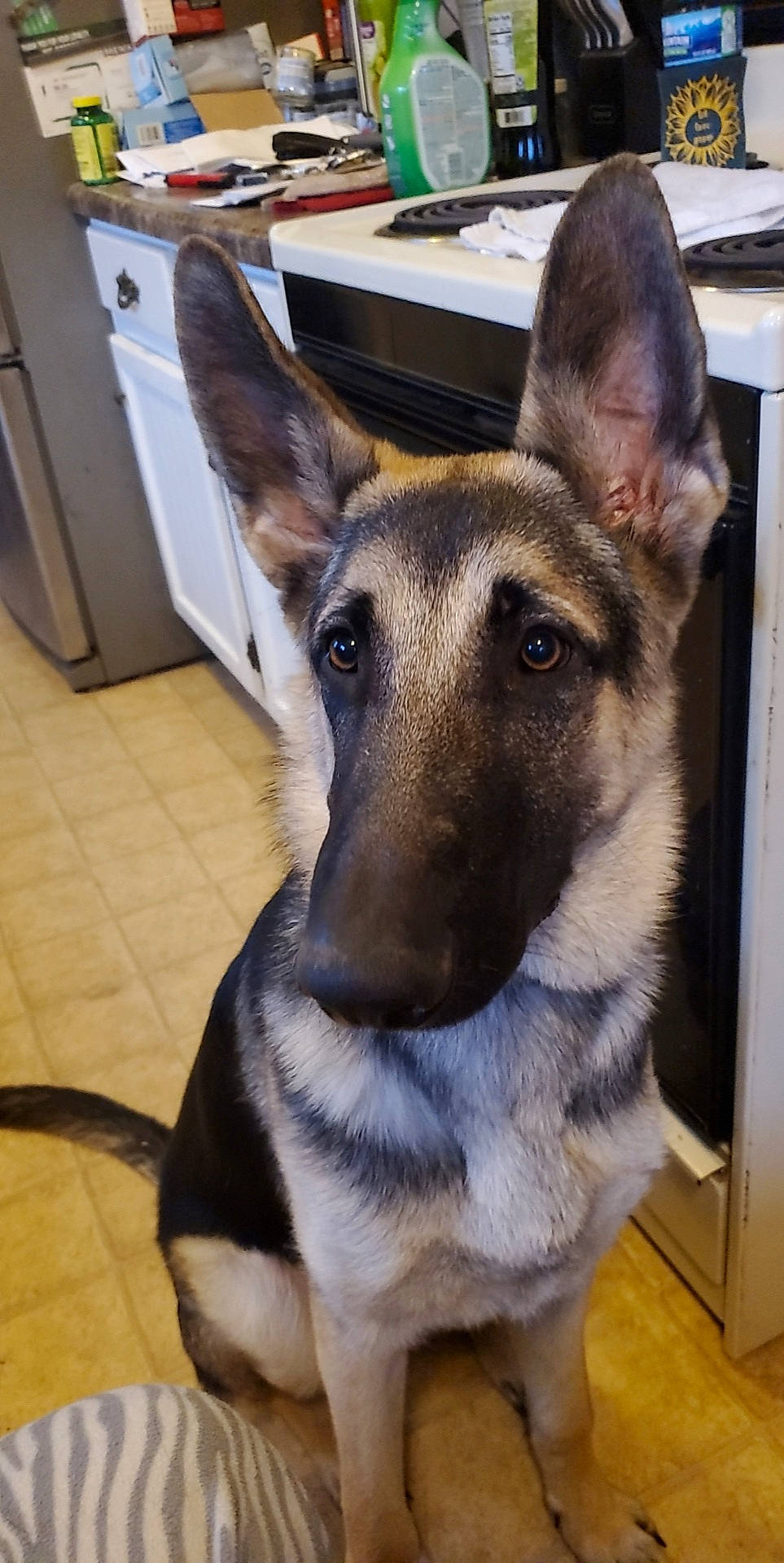 Bullet joined the competition — help win amazing prizes! canidae, carnivore, collar, companion_dog, dog, dog_breed, ear, east_european_shepherd, eye, fawn, fur, german_shepherd_dog, herding_dog, jaw, king_shepherd, pet_supply, snout, sporting_group, whiskers, working_animal