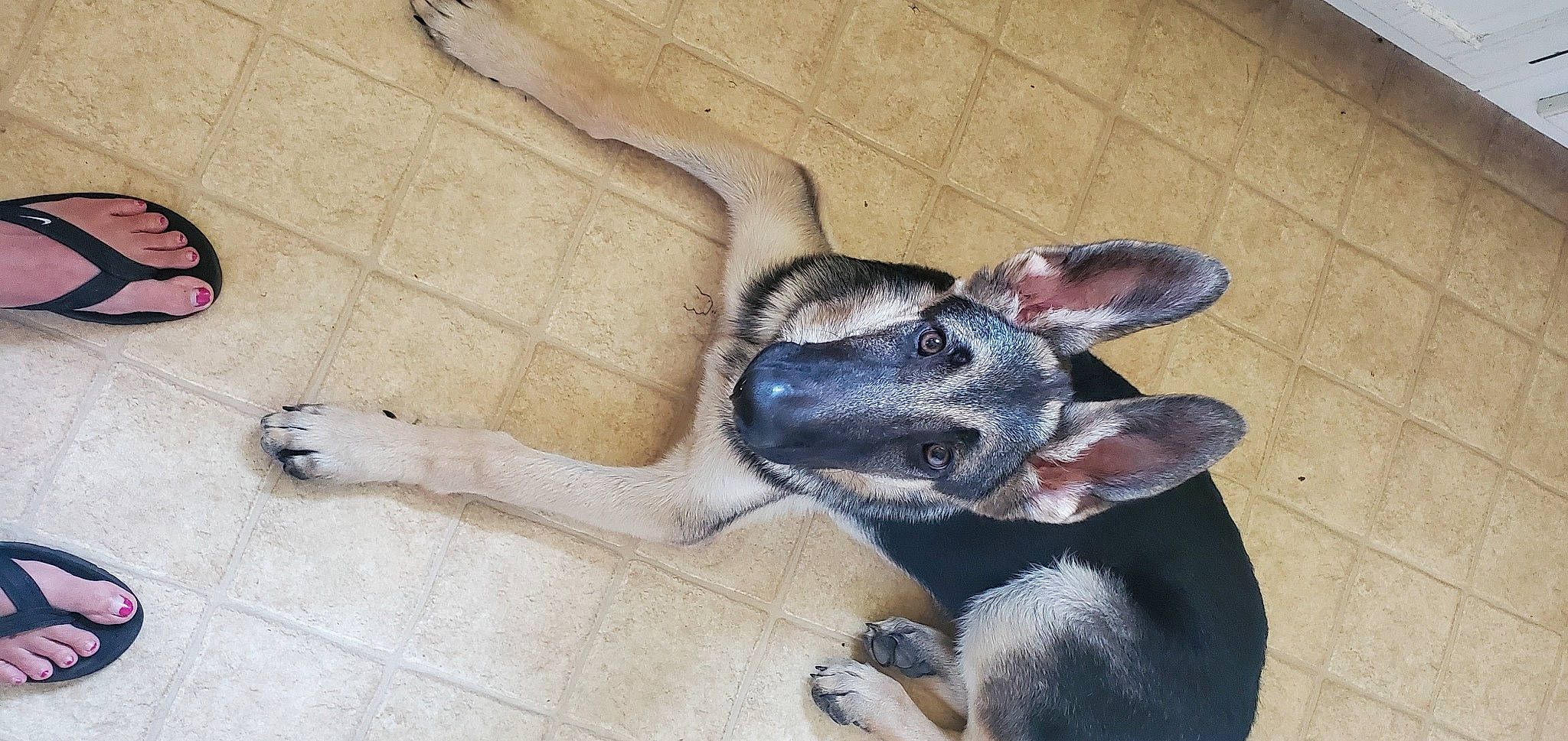 Bullet is registered to the contest to win money with this photo: canidae, carnivore, claw, comfort, companion_dog, dog, dog_breed, ear, fawn, foot, fur, marsupial, non_sporting_group, paw, snout, sporting_group, tail, terrestrial_animal, whiskers, working_animal