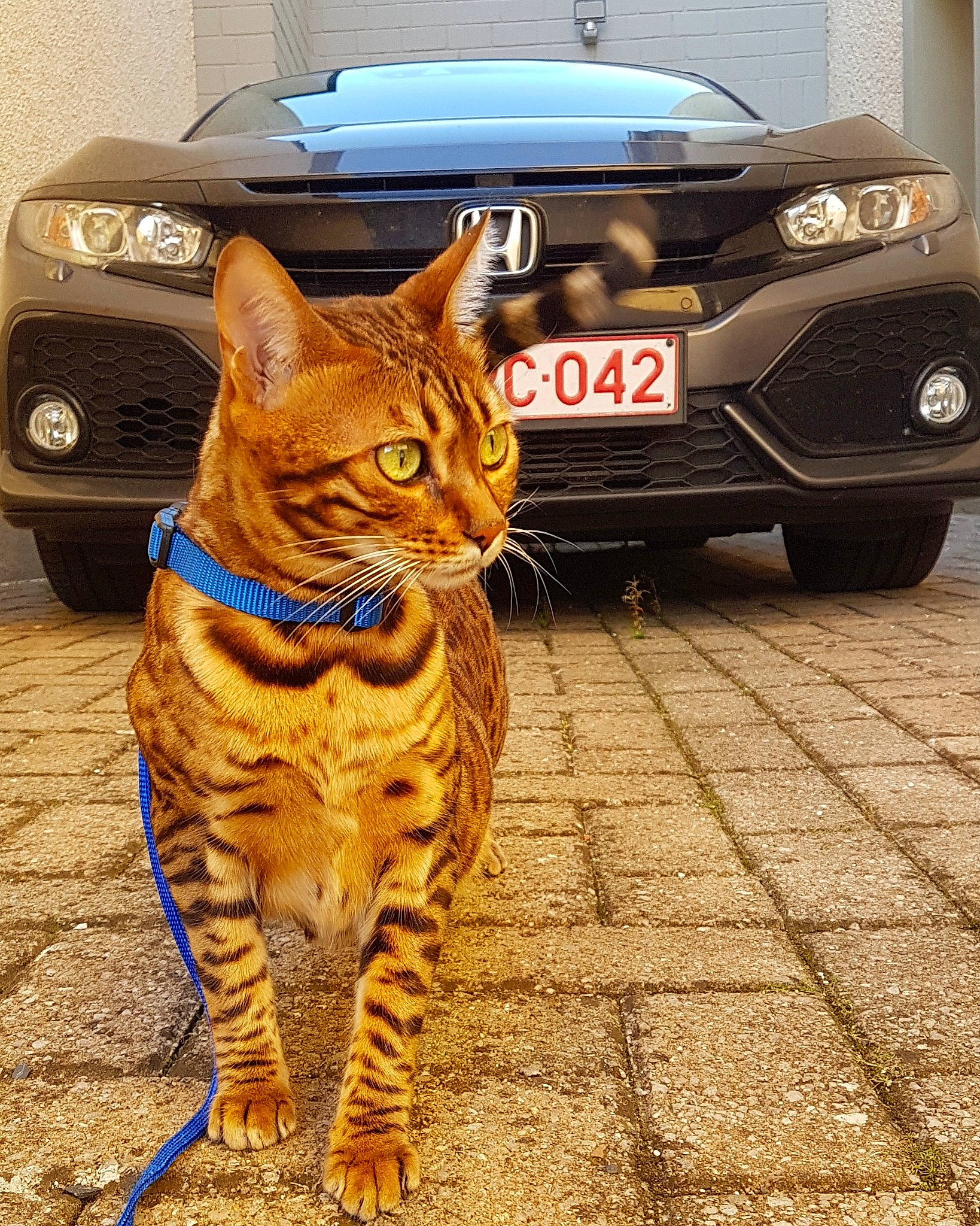 Nymeria a rejoint le concours — aidez-le/la à gagner de superbes lots ! asian, bengal, car, carnivore, cat, domestic_short_haired_cat, european_shorthair, fawn, felidae, kitten, mammal, ocicat, small_to_medium_sized_cats, tabby_cat, toyger, vehicle, whiskers