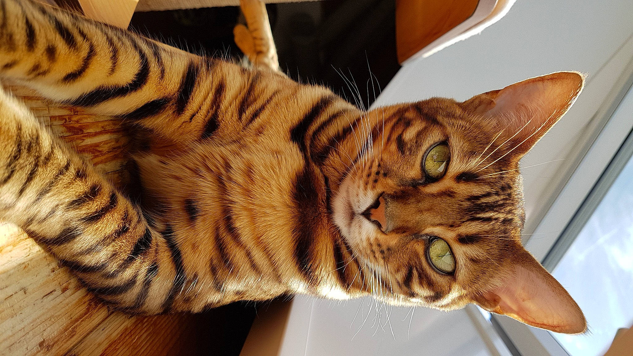 Nymeria a rejoint le concours — aidez-le/la à gagner de superbes lots ! american_shorthair, asian, australian_mist, bengal, california_spangled, carnivore, cat, domestic_short_haired_cat, dragon_li, european_shorthair, felidae, mammal, ocicat, pixie_bob, small_to_medium_sized_cats, sokoke, tabby_cat, toyger, vertebrate, whiskers