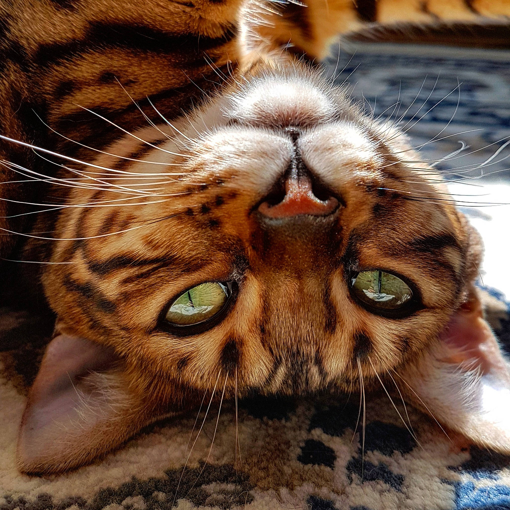 Nymeria participe au concours pour gagner de l'argent avec cette photo : bengal, bengal_tiger, carnivore, cat, claw, close_up, european_shorthair, eye, felidae, mammal, nose, ocicat, organism, pixie_bob, small_to_medium_sized_cats, snout, tabby_cat, toyger, vertebrate, whiskers