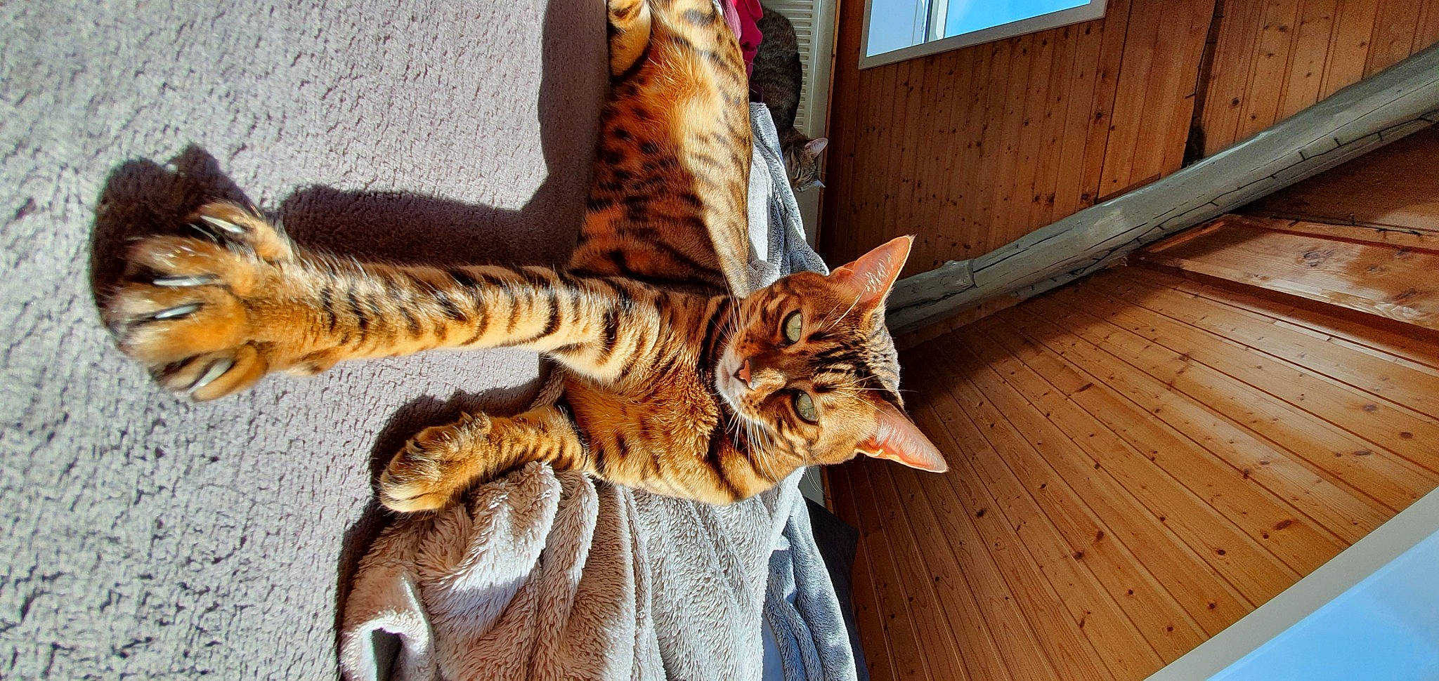 Nymeria participe au concours pour gagner de l'argent avec cette photo : arabian_mau, asian, bengal, carnivore, cat, chausie, domestic_short_haired_cat, dragon_li, european_shorthair, felidae, mammal, ocicat, pixie_bob, savannah, small_to_medium_sized_cats, sokoke, tabby_cat, toyger, vertebrate, whiskers