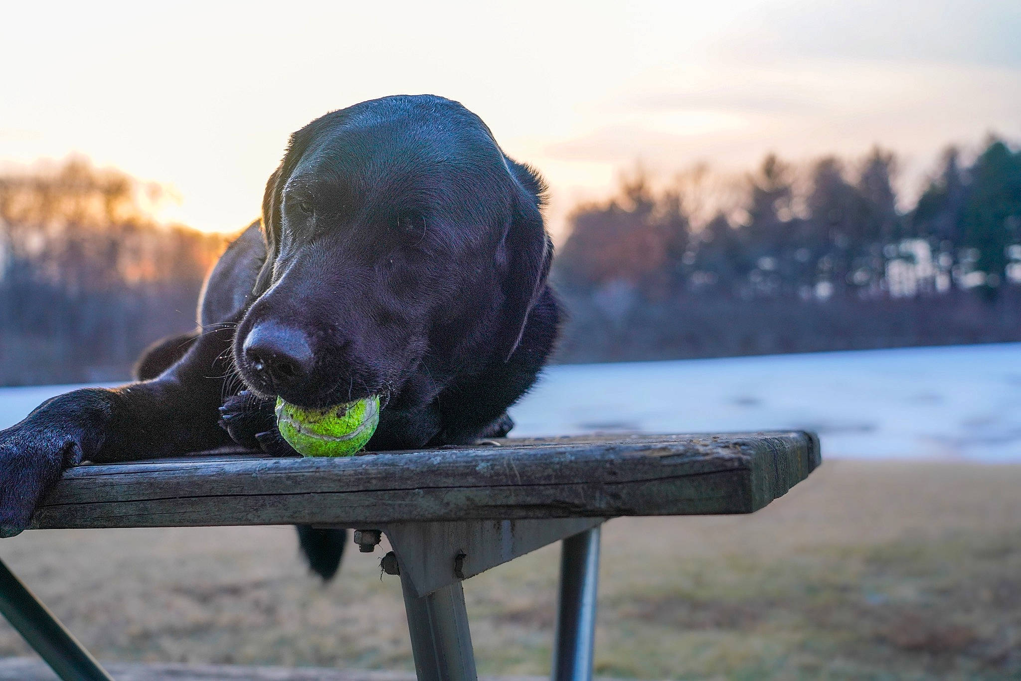 Darwin joined the competition — help win amazing prizes! canidae, carnivore, cloud, collar, companion_dog, dog, dog_breed, dog_collar, grass, gun_dog, lake, landscape, leisure, morning, outdoor_bench, outdoor_furniture, sky, sporting_group, tree, water