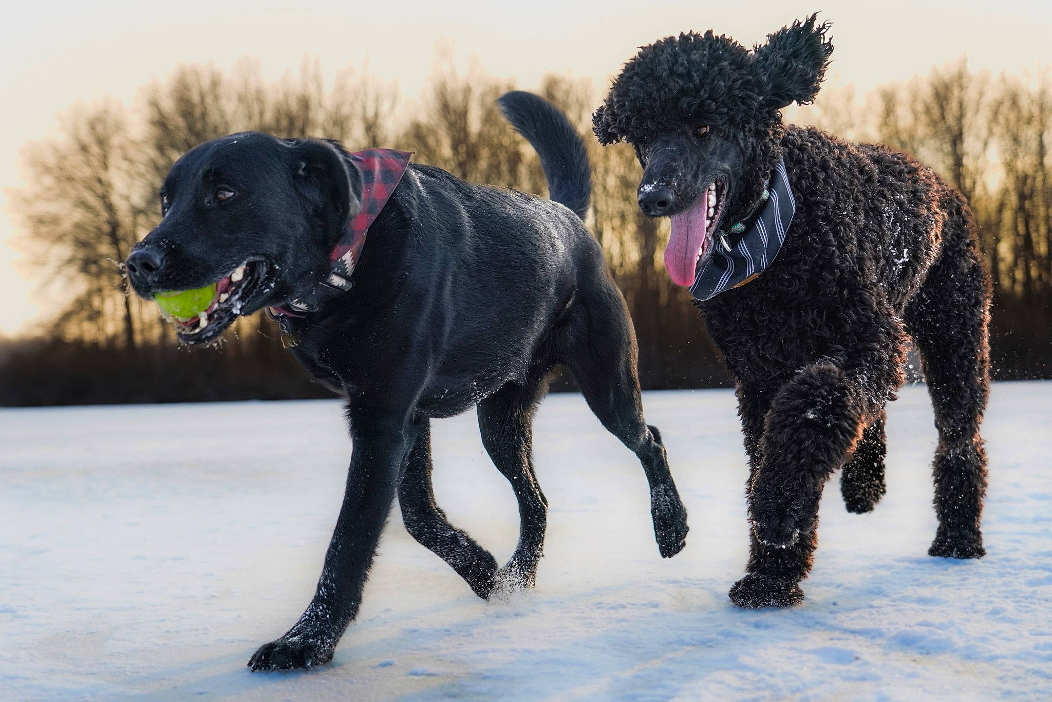 Darwin is registered to the contest to win money with this photo: borador, carnivore, collar, companion_dog, dog, dog_breed, dog_collar, dog_supply, leash, pet_supply, sky, snout, snow, sporting_group, tail, tree, water_dog, winter, working_animal, working_dog