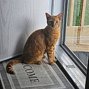 Rowan is registered to the contest to win money with this photo: animal, calm, cat, curious, domestic, door_frame, feline, floor, ginger_cat, glass_door, home, indoor, natural_light, pet, quiet, reflection, sitting, welcome_mat, window, wooden_deck