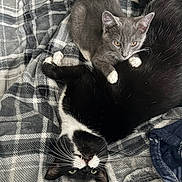 Merlin And Arthur is registered to the contest to win money with this photo: cat, kitten, black_and_white_cat, gray_kitten, pets, animal, feline, resting, blanket, plaid, indoor, cute, whiskers, fur, playful, cozy, companion, lying_down, paw, eyes