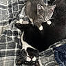 cat, kitten, black_and_white_cat, gray_kitten, pets, animal, feline, resting, blanket, plaid, indoor, cute, whiskers, fur, playful, cozy, companion, lying_down, paw, eyes