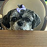 Olga participe au concours pour gagner de l'argent avec cette photo : adorable, animal, bow, chair, closeup, companion, curious, cute, dog, ears, face, fur, indoor, looking, pet, purple_bow, sitting, small_dog, table, wooden_table