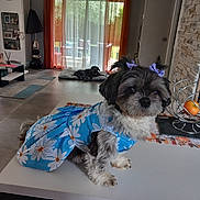 Olga a rejoint le concours — aidez-le/la à gagner de superbes lots ! animal, blue_dress, bows, curtains, cushion, cute, decor, dog, dress, fruit_bowl, furniture, indoor, living_room, modern_interior, orange_fruit, pet, small_dog, table, tile_floor, window