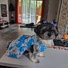 animal, blue_dress, bows, curtains, cushion, cute, decor, dog, dress, fruit_bowl, furniture, indoor, living_room, modern_interior, orange_fruit, pet, small_dog, table, tile_floor, window