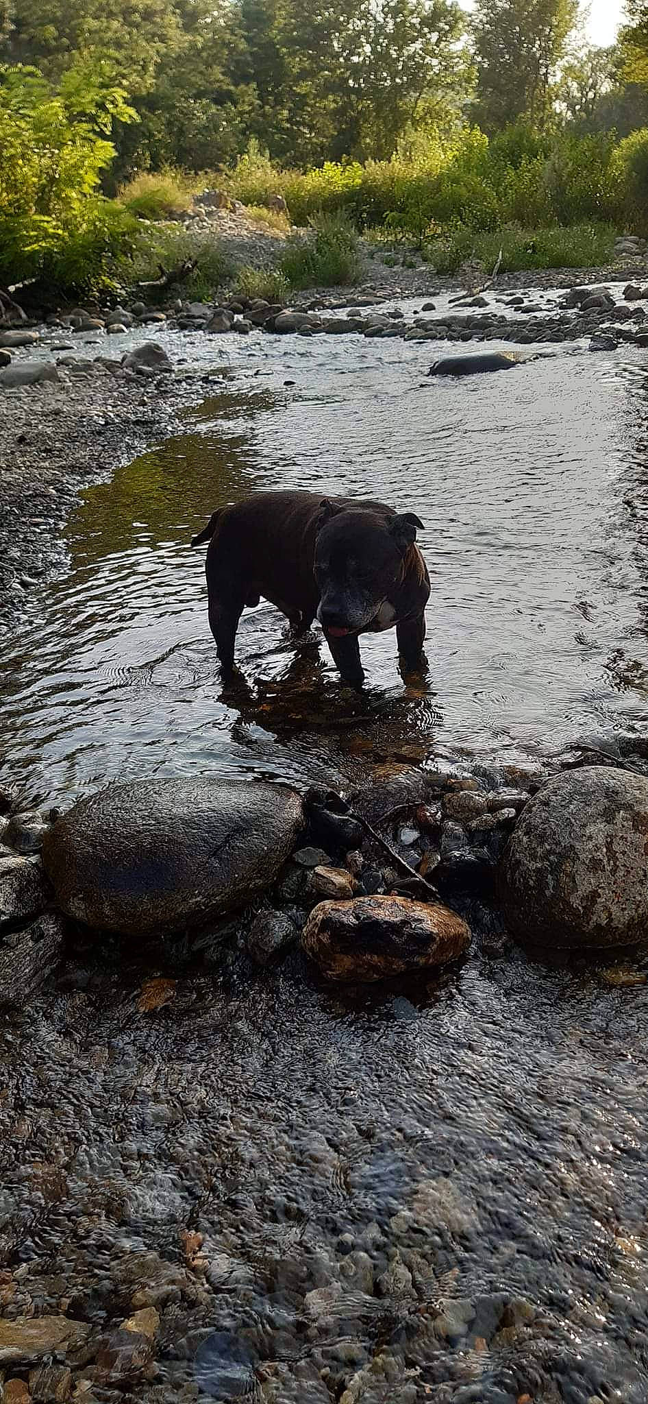 Furious a rejoint le concours — aidez-le/la à gagner de superbes lots ! arroyo, bank, body_of_water, canidae, carnivore, creek, fluvial_landforms_of_streams, lake, nature, plant, rock, snout, soil, sporting_group, stream, terrestrial_animal, water, wildlife, wood, working_animal