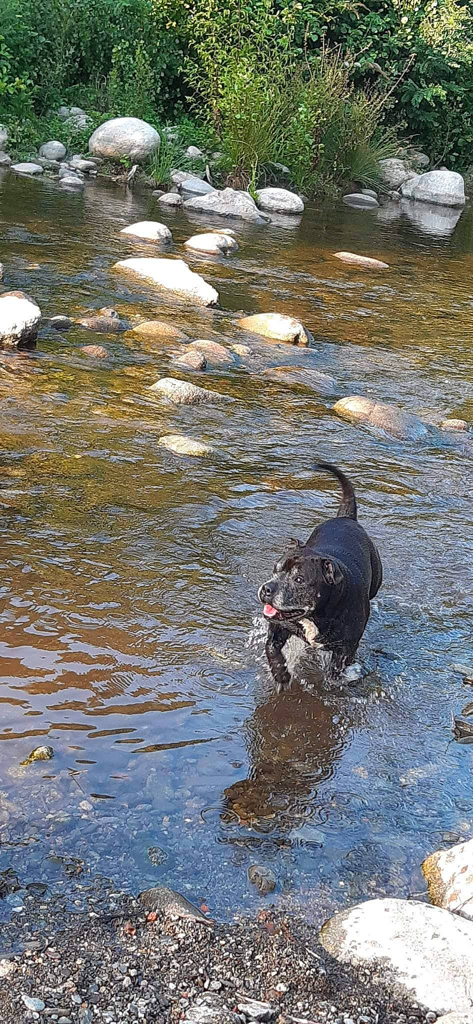 Furious a rejoint le concours — aidez-le/la à gagner de superbes lots ! canidae, carnivore, collar, creek, dog, dog_breed, dog_collar, fluvial_landforms_of_streams, lake, natural_landscape, personal_protective_equipment, recreation, snout, sporting_group, stream, tail, water, water_resources, watercourse, working_animal