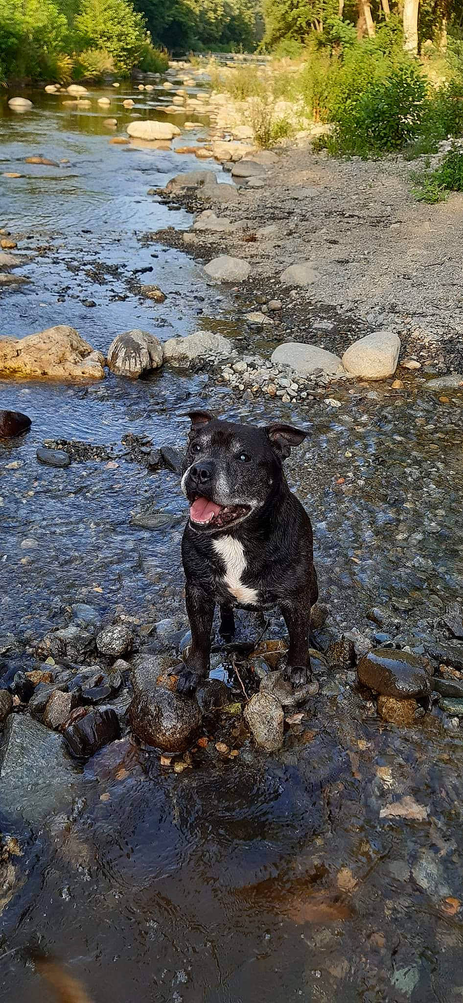 Furious a rejoint le concours — aidez-le/la à gagner de superbes lots ! australian_cattle_dog, borador, canidae, carnivore, dog, dog_breed, hunting_dog, non_sporting_group, rock, soil, sporting_group, tail, terrestrial_animal, walking, water, wilderness, winter, working_animal, working_dog