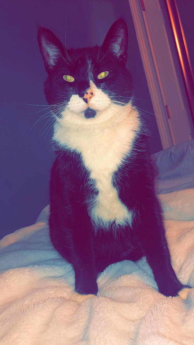 Coby is registered to the contest to win money with this photo: black_cat, blue, carnivore, cat, domestic_short_haired_cat, electric_blue, felidae, foot, formal_wear, fur, head, human_body, paw, sitting, small_to_medium_sized_cats, snout, stairs, tail, whiskers, window