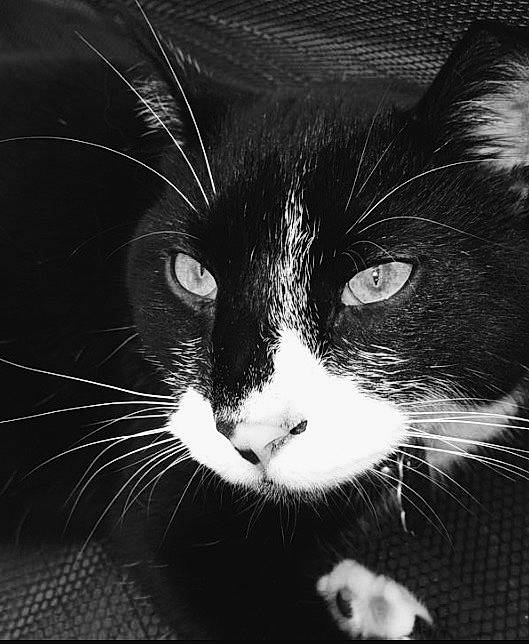 Coby joined the competition — help win amazing prizes! black_cat, carnivore, cat, claw, comfort, darkness, domestic_short_haired_cat, felidae, fur, human_body, monochrome, monochrome_photography, paw, small_to_medium_sized_cats, snout, still_life_photography, tail, whiskers