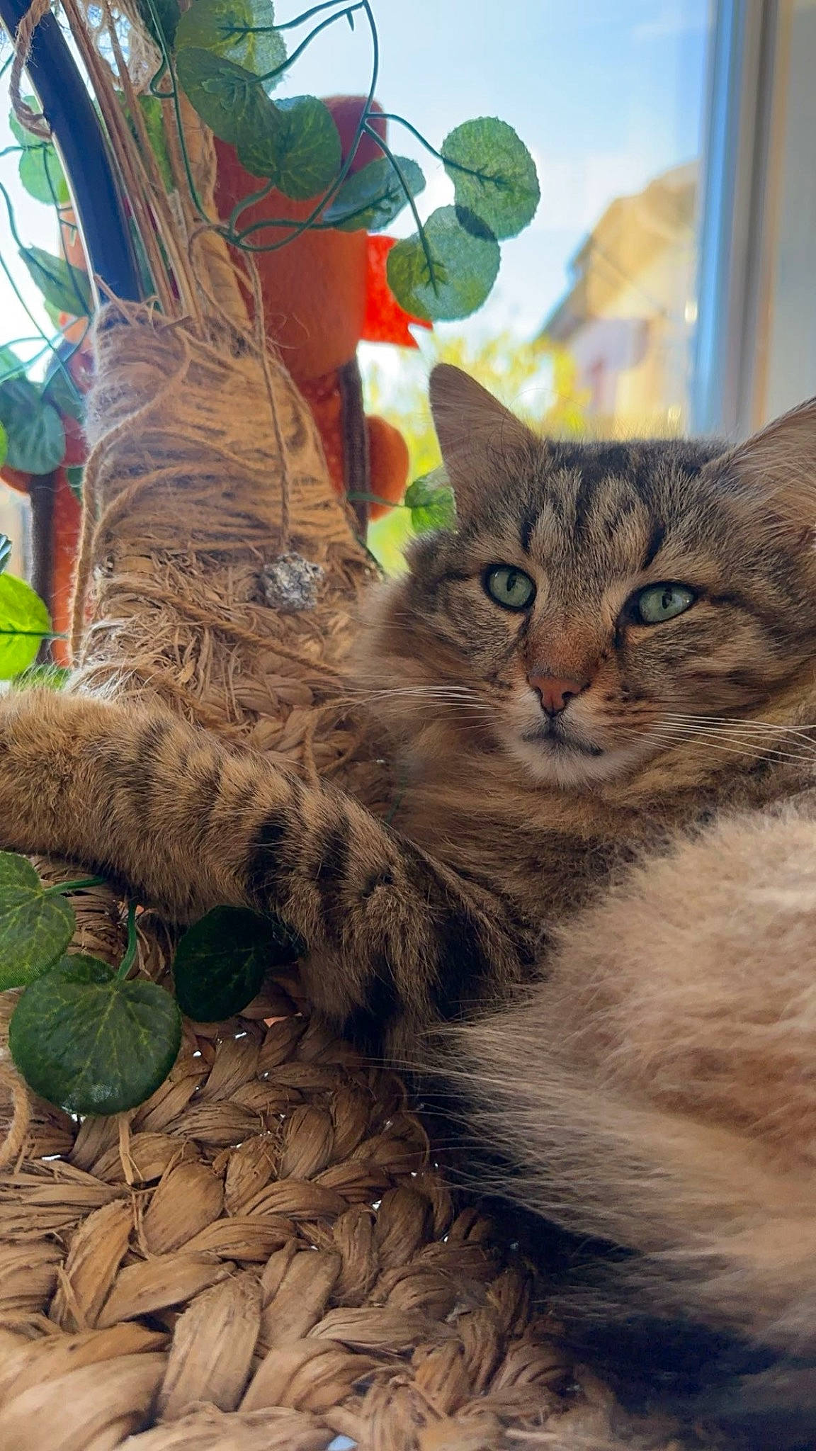 Nino participe au concours pour gagner de l'argent avec cette photo : carnivore, cat, conifer, domestic_short_haired_cat, fawn, felidae, fur, grass, holiday, paw, plant, small_to_medium_sized_cats, snout, tail, tree, trunk, whiskers, wildlife, window, wood
