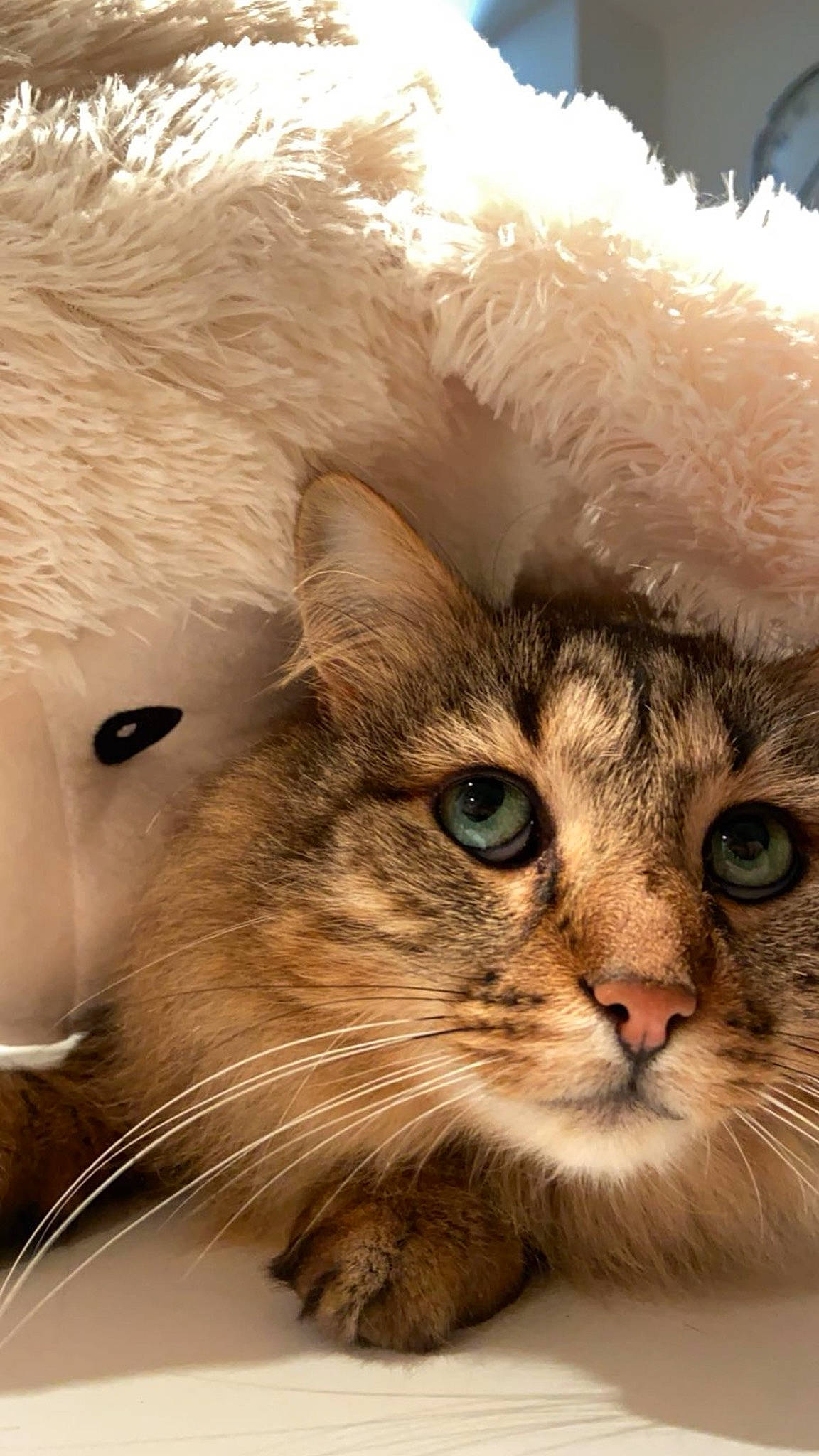 Nino participe au concours pour gagner de l'argent avec cette photo : art, box, carnivore, cat, close_up, domestic_short_haired_cat, fawn, felidae, fur, paw, plant, small_to_medium_sized_cats, snout, terrestrial_animal, whiskers, wildlife, window