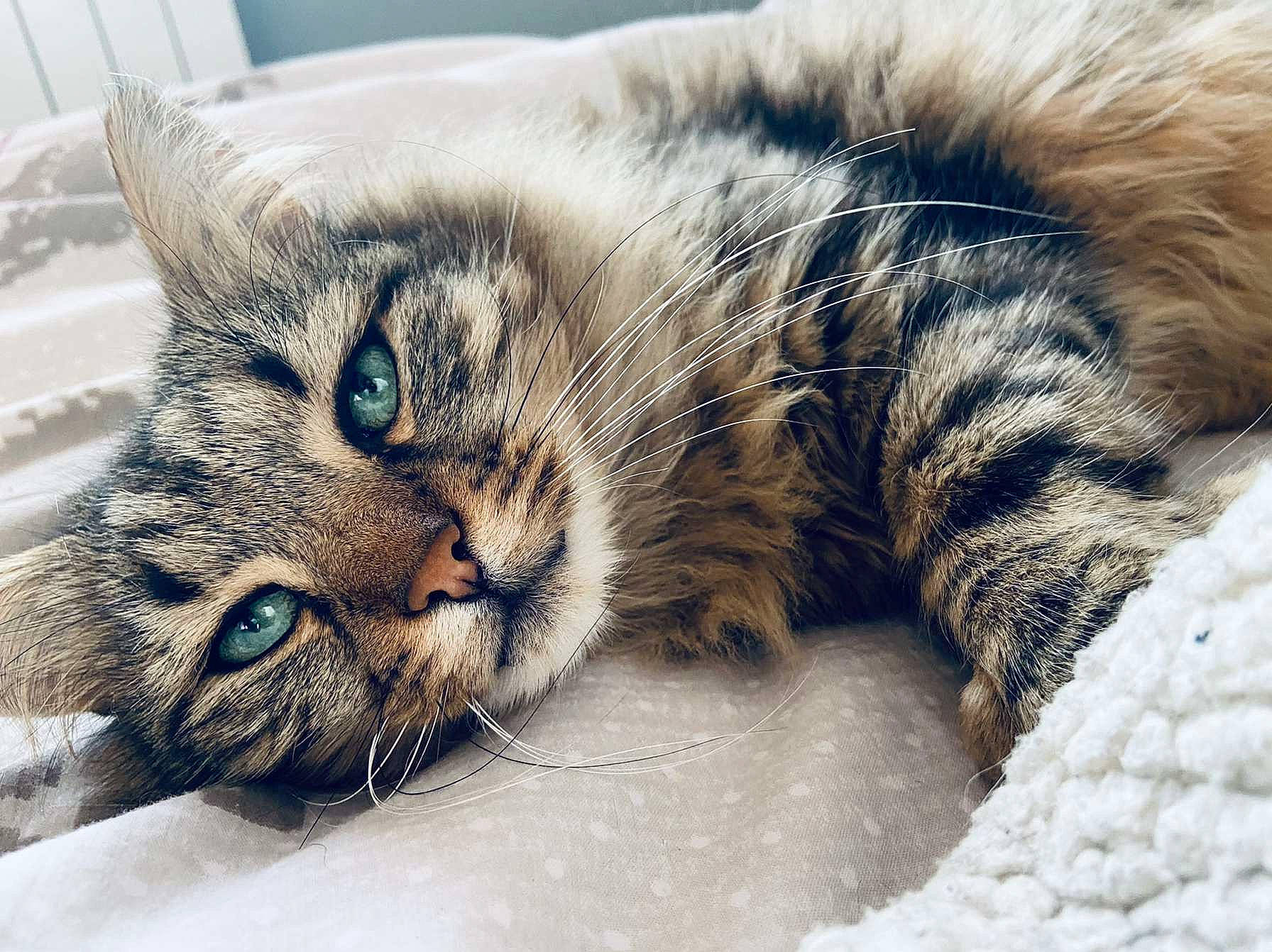 Nino participe au concours pour gagner de l'argent avec cette photo : carnivore, cat, claw, close_up, comfort, domestic_short_haired_cat, felidae, fur, nap, paw, small_to_medium_sized_cats, snout, tail, terrestrial_animal, whiskers, wildlife