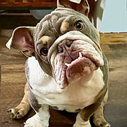 Olive is registered to the contest to win money with this photo: bulldog, puppy, dog, pet, cute, wrinkled_face, sitting, wooden_floor, indoor, curious, ears, paws, fur, animal, companion, looking_up, domestic, friendly, adorable, young