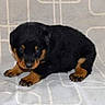 Lasko participe au concours pour gagner de l'argent avec cette photo : carnivoran, dog, dog_breed, dog_breed_group, dog_like_mammal, huntaway, mammal, puppy, rottweiler, snout, vulnerable_native_breeds