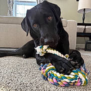 Frankie joined the competition — help win amazing prizes! dog, black_dog, rope_toy, carpet, indoor, pet, playing, animal, canine, paw, chewing, curious, looking_at_camera, living_room, furniture, window, lamp, home, cute, closeup