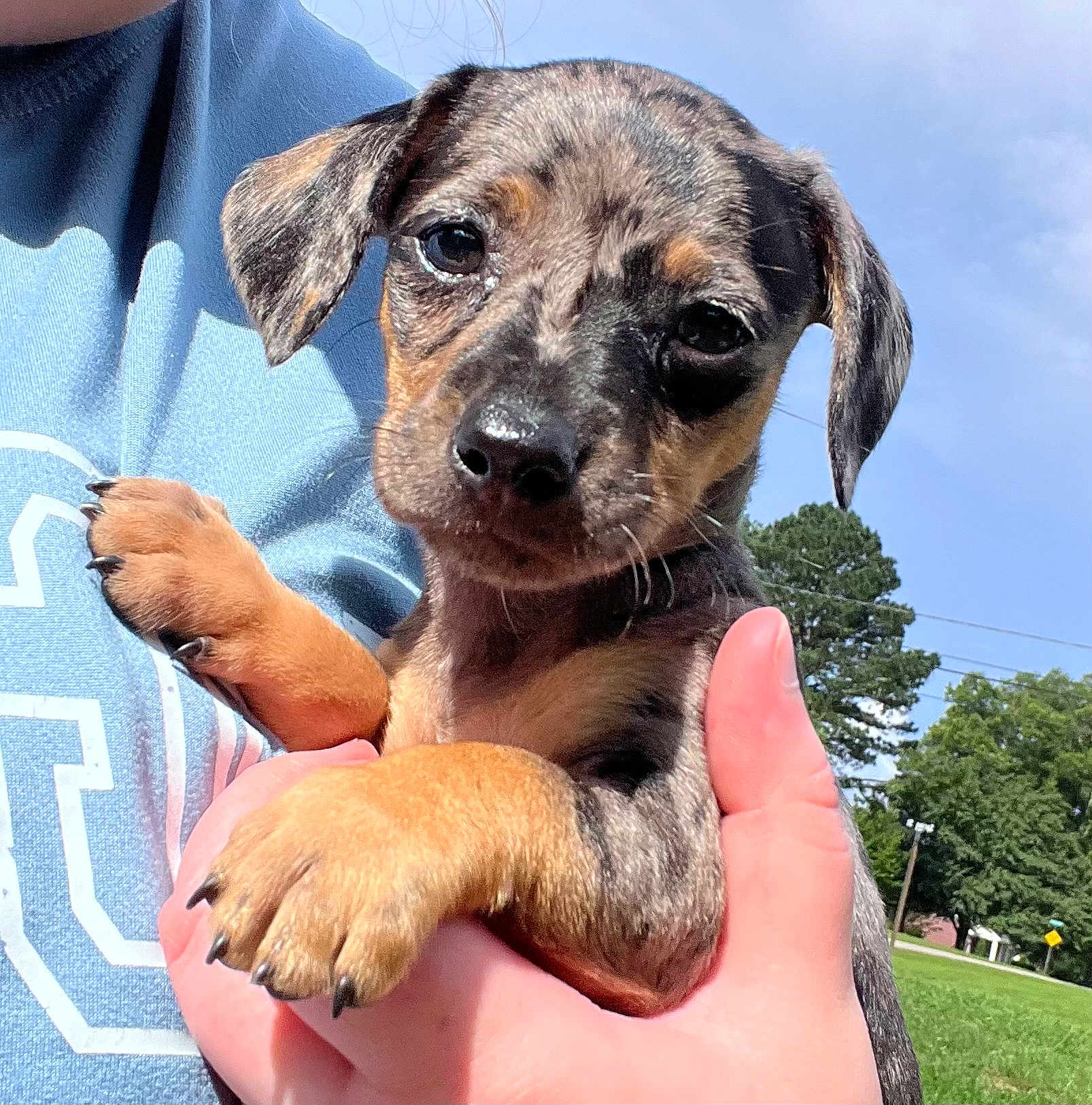 Luffy joined the competition — help win amazing prizes! puppy, dog, pet, animal, outdoor, person, hand, blue_shirt, sky, tree, greenery, close_up, paw, cute, young, fur, ears, nature, daylight, holding