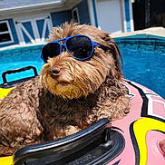 Gibbs joined the competition — help win amazing prizes! backyard, blue_sky, brown_fur, canine, cool, dog, float, handle, inflatable, leisure, outdoor, pet, pool, relaxation, shady, summer, sunglasses, sunlight, sunny, water