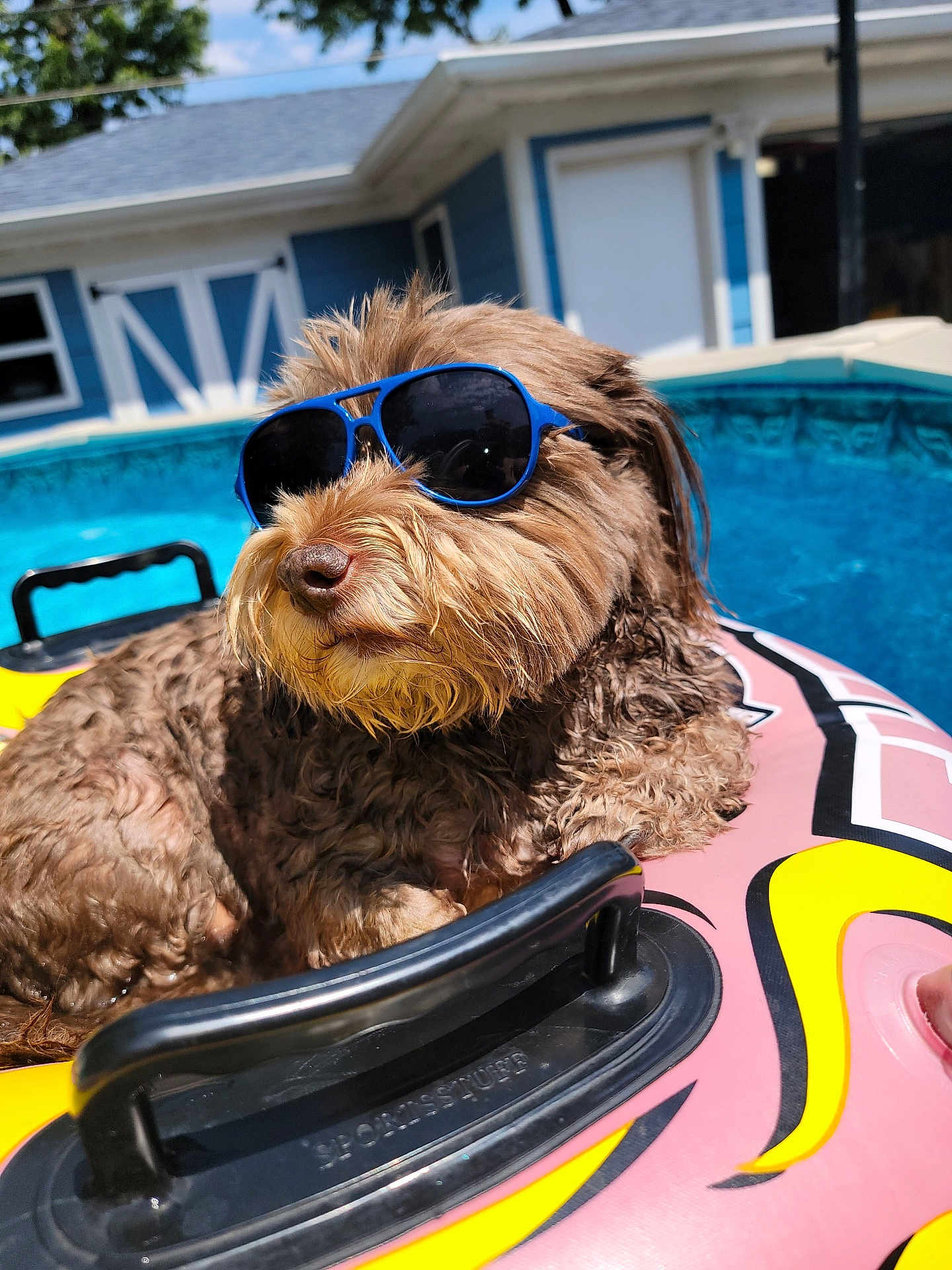 Gibbs joined the competition — help win amazing prizes! backyard, blue_sky, brown_fur, canine, cool, dog, float, handle, inflatable, leisure, outdoor, pet, pool, relaxation, shady, summer, sunglasses, sunlight, sunny, water