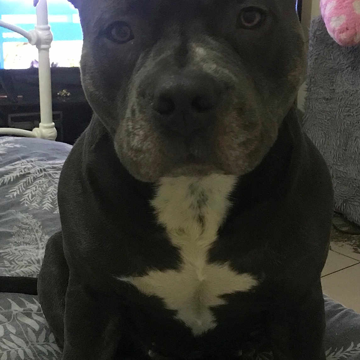 Bella Blue is registered to the contest to win money with this photo: animal, ball, boxer, bulldog, canine, couch, dog, face, frenchbulldog, head, person, pet, photography, pitbull, portrait, puppy, purple, sport, tennis, tennisball