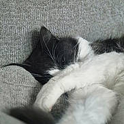 Simba a rejoint le concours — aidez-le/la à gagner de superbes lots ! cat, sleeping, paw, black_and_white, feline, resting, cozy, couch, texture, fur, whiskers, closeup, indoor, pet, relaxation, cute, animal, soft, nap, domestic