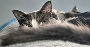 Simba participe au concours pour gagner de l'argent avec cette photo : cat, animal, pet, feline, ears, eyes, fur, blurred, soft, cozy, resting, indoor, closeup, whiskers, gray, black, white, curious, lying_down, background